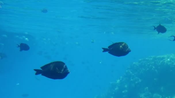 Mehrere Kugelförmige Fische Schwimmen Zusammen Kristallklaren Roten Meerwasser Fröhliche Aussicht — Stockvideo