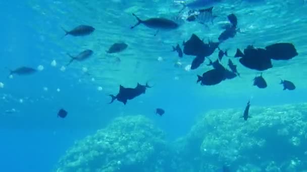 Grands Poissons Tropicaux Recherche Nourriture Tout Nageant Dessus Des Récifs — Video