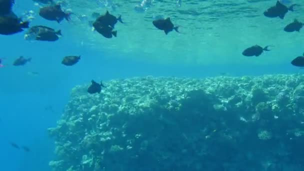 Lustige Tropische Fische Bewegen Sich Einem Schwarm Und Suchen Nahrung — Stockvideo