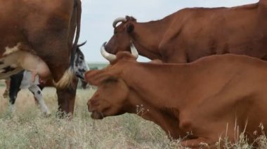 Birkaç büyük kahverengi inek ve yemek ve büyük bir alana gidiyor ve çim büyük bir alanda otlayan küçük bir buzağı ile kahverengi inek sürüsü görünümünü heyecanlı kaplı sonbaharda paslı çim sonbaharda olacak bir buzağı