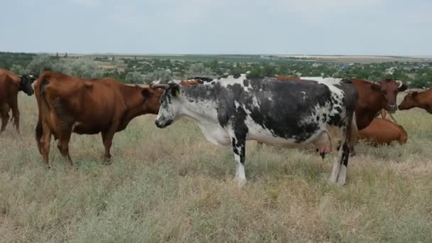 Mandria Grandi Mucche Colorate Piedi Sdraiato Mangiare Campo Enorme Autunno — Video Stock