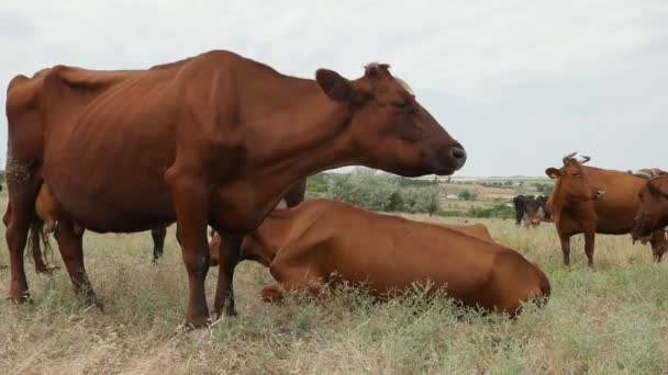 Beaucoup Grosses Vaches Brunes Debout Allongées Mangeant Dans Grand Champ — Video