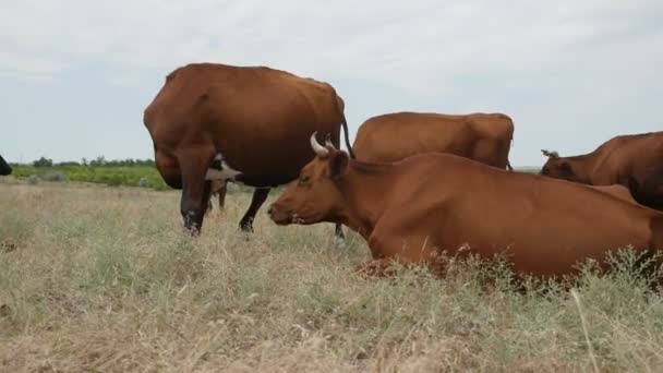 Varias Grandes Vacas Marrones Pie Acostadas Pastando Gran Prado Otoño — Vídeos de Stock