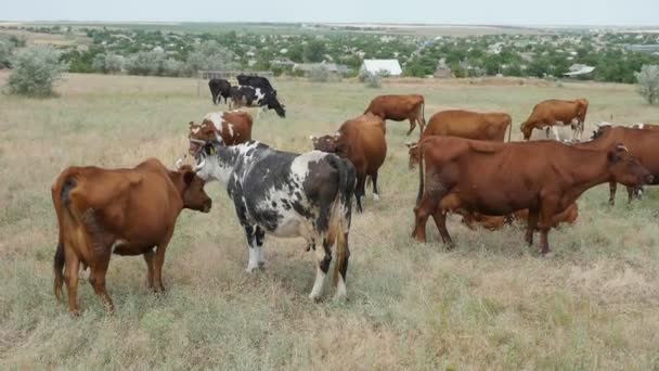 Grande Touro Manchado Esfregando Cabeça Com Uma Vaca Jovem Gramado — Vídeo de Stock