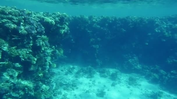曲線の雑草とスローモーション長くてヘビ雑草と熱帯サンゴ礁の Fairylike ビューで Red Sea とスローモーションでセレステ海域で砂地に砂浜の観光スポットの熱帯のサンゴ礁 — ストック動画