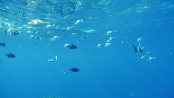在埃及 许多热带球状鱼类在珊瑚礁上寻找食物 在慢动作中看到热带球状鱼类在阳光明媚的横梁下游泳 并在一个阳光明媚的日子里在埃及红海以慢动作寻找食物 — 图库视频影像