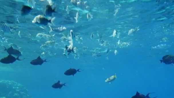 Many Tropical Spherical Fishes Seeking Food Reefs Egypt Slow Motion — Stock Video