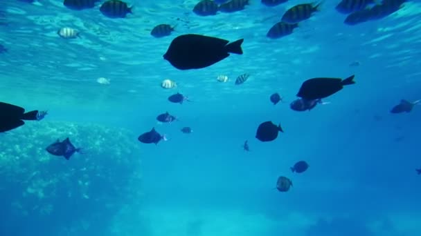 在埃及 有条纹的球状鱼类在珊瑚礁上移动 在缓慢的运动中 令人惊叹的景色使球状的条纹鱼在海面下游动 并在一个阳光明媚的日子里在埃及红海享受生活 — 图库视频影像