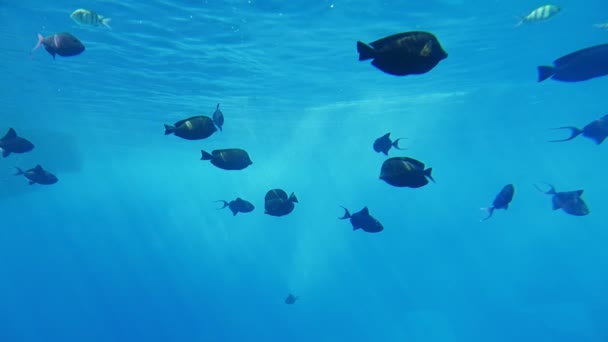 Shoal Смугастий Сферичної Риби Плавання Через Рифи Єгипті Повільному Striking — стокове відео