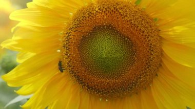 Sarı ayçiçeği disk üzerinde yaz aylarında Ukrayna sürünen bir arı ile sürünen bir arı bir Ukraynalı bir sallayarak yaz Amazing görünümündeki alanında uzun sarı ray şeklinde yaprakları ve yeşil bir merkezi ile ayçiçeği ile