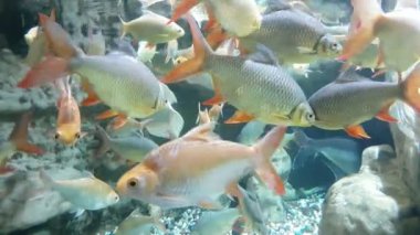 Gümüş tropikal balıklar görünümlü şık ve egzotik görünümlü gümüş büyük bir okulun Kızıldeniz neşeli görünümünde shoal Yüzme pembe yüzgeçleri Kızıldeniz'Yüzme balık. Etkin ve komik görünüyorlar.