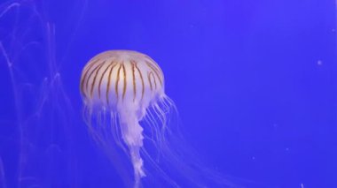 Şeffaf şemsiye deniz jöle uzun beyaz tentacles deniz Fairylike çizgili kahverengi olacak şeklinde ve beyaz deniz medusa uzun ve sondaki tentacles Kızıldeniz Menekşe büküm ile suları,      