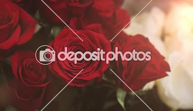 Kırmızı gül güzel yaprakları ve bir büfe romantik closeup görünümü kırılgan yaprakları, zarif aroma ve dikenli kaynaklanıyor bir butik kovaya koyun kırmızı gül güzel çiğ noktalar ile. Harika görünüyorlar,