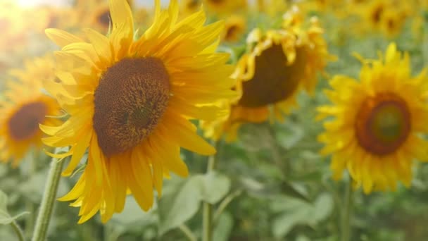 Vidám Napraforgó Sárga Fejjel Agrár Területen Ukrajnában Nyári Csodálatos Kilátást — Stock videók