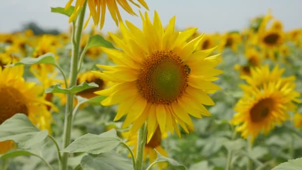 Magnifiques tournesols avec des têtes inclinées sur une zone agricole en Ukraine en été Magnifique vue sur les tournesols jaunes couvrant un grand champ agricole en Ukraine par une journée ensoleillée en été. Il semble réussi et inspirant 