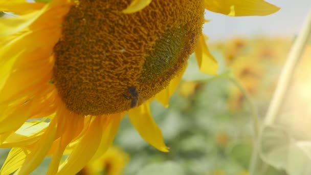黄色のヒマワリ ディスクの夏美しいプロファイルにウクライナの農業地域の斜頭と豪華なヒマワリは夏の晴れた日にウクライナの緑の農業分野に曲げます 見た目は陽気です — ストック動画