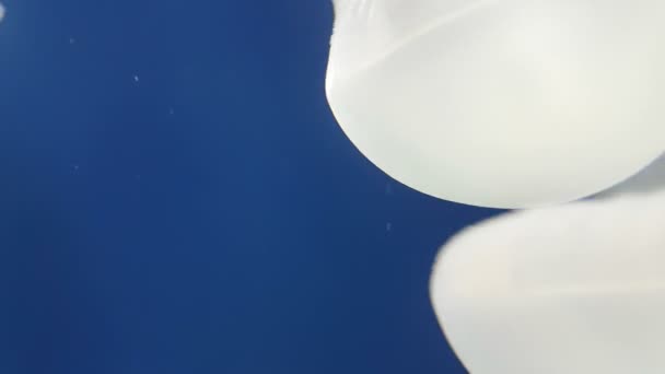 Две Зонтичные Морские Медузы Длинными Белыми Щупальцами Плавающие Море Таинственные — стоковое видео