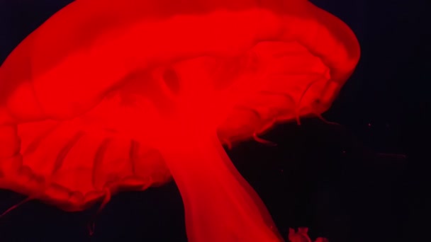 Gefährliche Rote Schirmförmige Meeresgelee Mit Langen Tentakeln Schwarzen Meer Schreckliche — Stockvideo