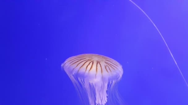 Méduse Forme Parapluie Transparent Avec Longs Tentacules Blancs Déplaçant Vers — Video