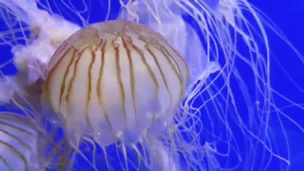 Tropical Umbrella Shaped Sea Jelly Long White Tentacles Swimming Sea — Stock Video