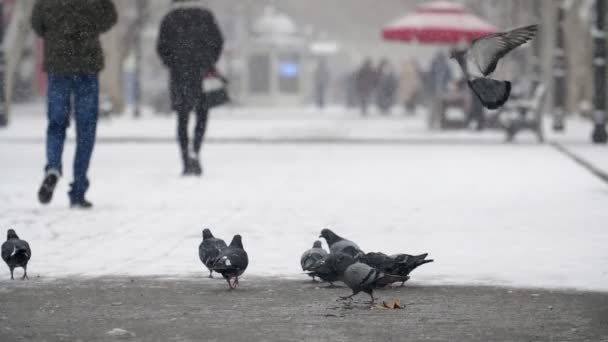 Kilka Ciemnych Gołębie Szuka Jedzenie Snowy Aleja Zimie Slo Przepiękny — Wideo stockowe