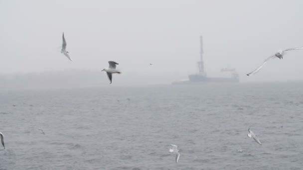 在冬季多雾的天气里 成群结队的白色鸟类在雾蒙蒙的天气中飞越海岸 在冬季的多雾天气中 一群白色的海鸥在雾中的天气中在海岸上空翱翔 在很远的地方看到一艘船 — 图库视频影像