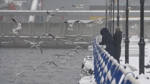 Personas Alimentando Gaviotas Muelle Río Día Soleado Invierno Slo Impresionante — Vídeo de stock