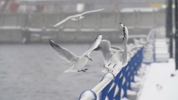 Group Seagulls Landing Taking Fence River Bank Winter Slo Inspiring — Stock Video