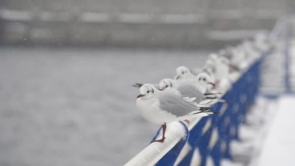 Flock Måsar Sitter Ett Staket Flodbank Vinter Slow Motion Imponerande — Stockvideo