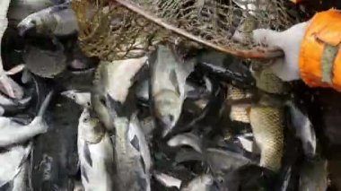 bir net, ağır çekim anglers caughting balık ile yardım