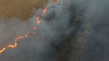 Gri duman akışı kapsayan yanan Dnipro alan bataklıklar korkunç kuşlar yükselen hava ateş yanan Dnipro Havzası kamışı ve reed bataklıkları yılının ilkbaharında kapsayan kalın gri duman akışların görünümü göz. Ateş hattına çapraz görünüyor.. 