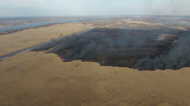 영토의 끔찍한 조류의 불으로 덮여을 Dnipro 강둑에서 영역은 봄에서 Dnipro — 비디오