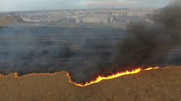 Tiro Aéreo Pântanos Cana Coberto Com Incêndio Nos Subúrbios Cidade — Vídeo de Stock