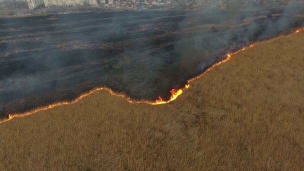 Vue aérienne de l'avancée des feux de forêt dans les marais du bassin de Dnipro par une journée ensoleillée au printemps Vue aérienne étonnante des hautes fourches de flamme jaune avançant dans les marais de la rivière Dnipro depuis la canne, le roseau et le carex par une journée ensoleillée    