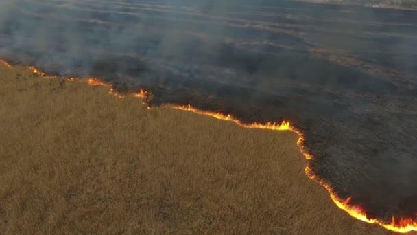Vue aérienne du pare-feu sauvage avançant dans les marais du bassin du Dnipro au printemps Vue aérienne effrayante des hautes fourches de flamme orange avançant dans la zone humide de la rivière Dnipro à partir de la canne et du carex au printemps                               