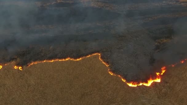 Aerial Shot Gray Smoke Coils Rising Flaming Dnipro Basin Marshes — Vídeos de Stock