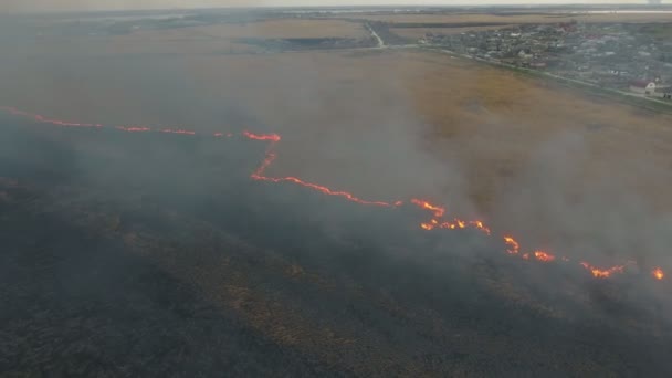 Aerial Shot Flaming Cane Sedge Wetland Dnipro Basin Spring Impressive — Vídeos de Stock