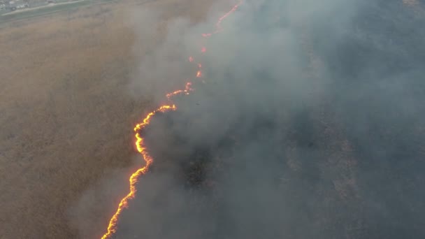 Κεραία Βολή Της Φλεγόμενα Ζαχαροκάλαμου Και Reed Έλη Στη Λεκάνη — Αρχείο Βίντεο