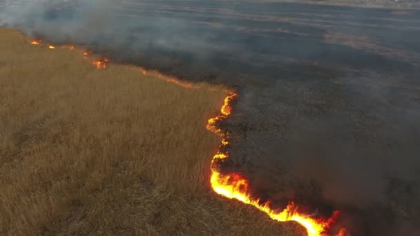 Aerial Shot Gray Smoke Streams Rising Flaming Dnipro Area Marshes — Stock Video