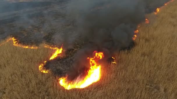Vue Aérienne Des Marais Canne Carex Recouverts Flamme Fumée Printemps — Video