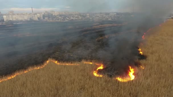 Tiro Aéreo Pântanos Cana Coberto Com Incêndio Periferia Cidade Ucrânia — Vídeo de Stock