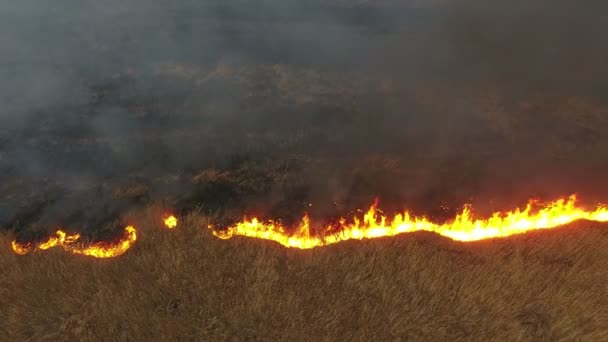Gambar Udara Dari Tebu Yang Terbakar Dan Rawa Rawa Buluh — Stok Video