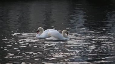 Slo-mo'da bir orman gölünde birlikte yüzen romantik beyaz kuğular, slo-mo'da ilkbaharda pırıl pırıl siyah suyla bir orman gölünde yüzen kanatları yükseltilmiş iki güzel beyaz kuğunun güzel manzarasına sahip.