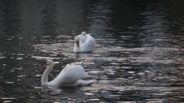 Pırıl pırıl siyah suda yüzen kanatları yükseltilmiş üç beyaz kuğu yavaş çekimde baharda pitoresk bir orman gölünde siyah ve beyaz suda yüzen üç asil beyaz kuğunun güzel görünümü