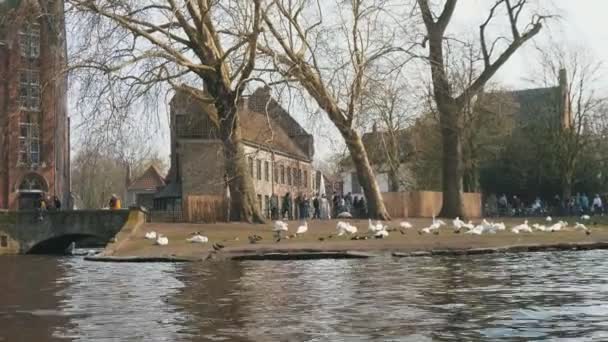 Gänse Und Enten Hupen Und Quaken Auf Einem Flussufer Brugge — Stockvideo