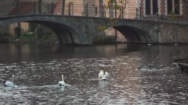 Красиві Лебеді Купання Водному Каналі Brugge Навесні Повільному Русі Дивовижний — стокове відео