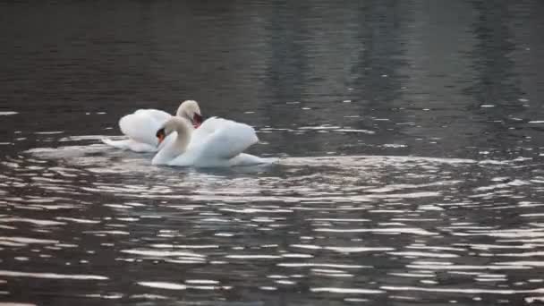 Par Vackra Vita Svanar Simma Vattenkanal Brugge Slo Härlig Utsikt — Stockvideo