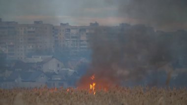 Yanan bulrush cattails slo-mo Heartbreaking görünümünde gece ilkbaharda Dnipro kıyısında yanan bulrush ve saz ve gece Dnipro kıyısında Kherson çok uzak olmayan yaprakları okuyun. Evler çok uzakta görülüyor..