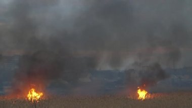 Bahar da dnipro kıyısında bulrush sulak ateş iki hotbeds baharda iki büyük alev merkezleri cattails ve ilkbaharda gece Dnipro saz yiyor etkileyici görünümü. Modern evler yakınlarda görülür.