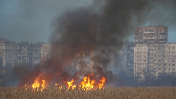 Yanan Baston Saz Kherson Banliyölerinde Dnipro Nehir Kıyısında Sazan Slo — Stok video